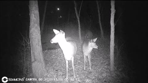 Backyard Trail Cams - Doe With Her Twins
