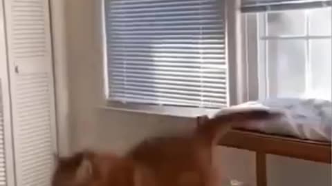 Dogs funny videos 🤣🤣🤣
