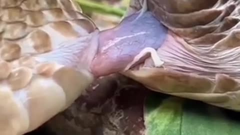 Snake mating video