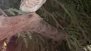 Burrowing owl in a tree near a fast food restaurant in Las Vegas