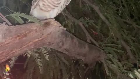Burrowing owl in a tree near a fast food restaurant in Las Vegas