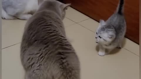 viral funny cat video