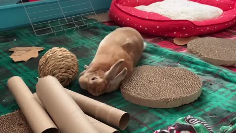 Ruby the Bunny!