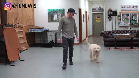 Teach ANY dog to walk nice