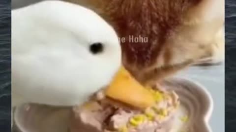 Cat and duck eat together