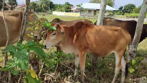 Funny tame cow video looking for fresh air under the trees