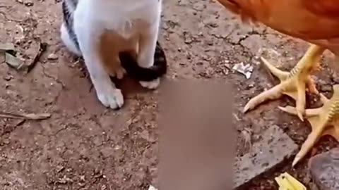 Cat vs Chicken funny animals