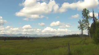 Moose eating in the swamp