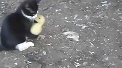 Funny cat playing with Duck | Funny Cat Video off 2024