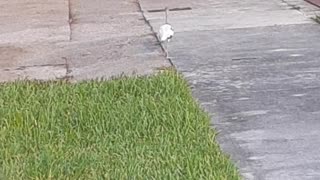 Egrets Walking