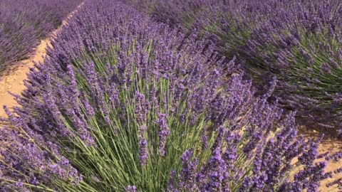 Lavender tour in Provence South of France