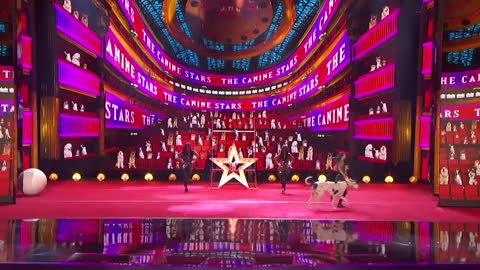 Canine Stars Bring Their Best Dog Performance to AGT! - America's Got Talent 2021