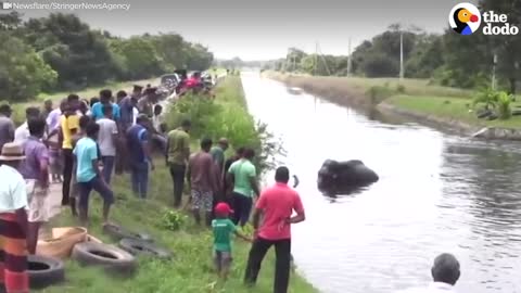 Elephant Trapped In Overflowing River Needs Help | The Dodo
