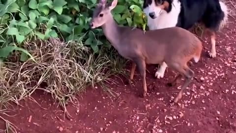 Dog and Parrot's Extraordinary Bond