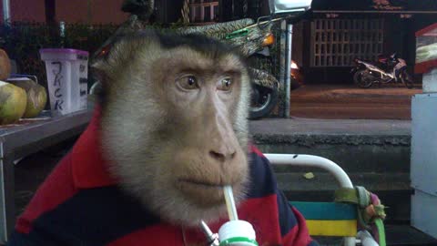 Casual monkey enjoys a refreshing drink