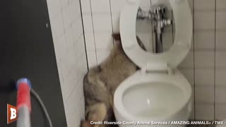 NATURE CALLS! — Animal Control Finds Coyote in CA School Bathroom