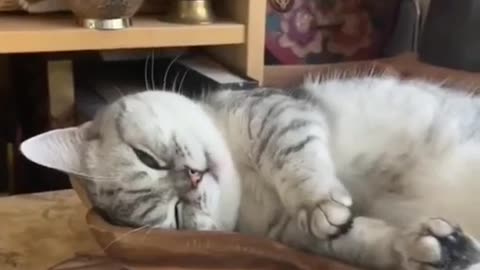 The cutest and funniest sleeping Cats you see today