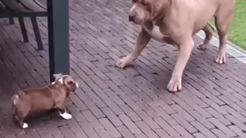 Funny pitbull dog puppy video