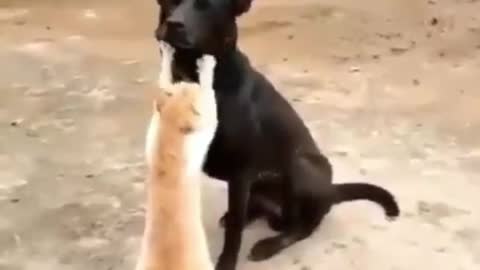 Dog and cat playing with each other funny video