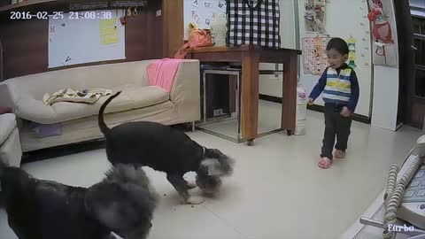 狗狗最愛的 Furbo 丟零食狗狗攝影機 （千位毛孩推薦！）