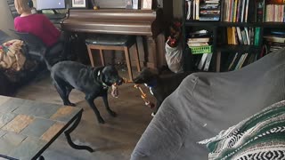 Roscoe and Thor Tug-o-War