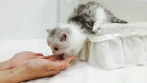 A cute citten is playing with a person