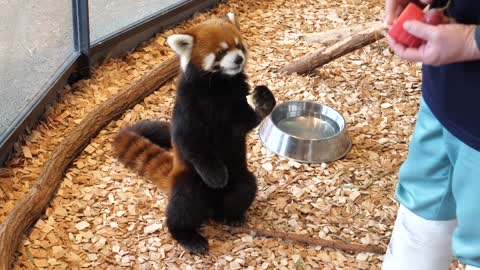 Red Panda - Maruyama Zoo