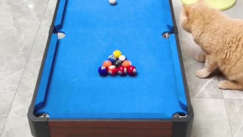 "Feline Fun: Two Cats Play an Exciting Game of Pool"
