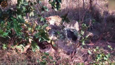 10 Times Leopards Messed With The Wrong Opponent