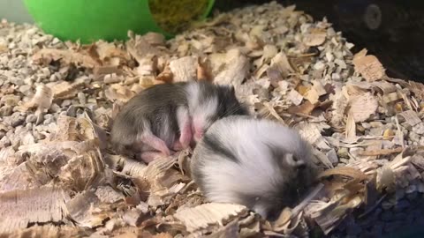 2 week old hamsters