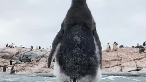 Meet a life-sized emperor penguin up close