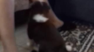 Puppy barking and looking for his brothers and sisters