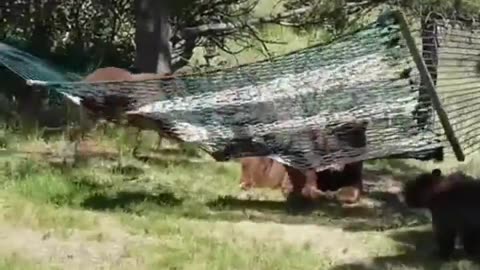 Nothing says the weekend like some bear cubs trying to get in a hammock.