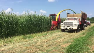 Farm Hand Chopper, chopping corn.