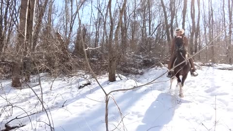 Clearing trail with REAL horse power 15 March 2023