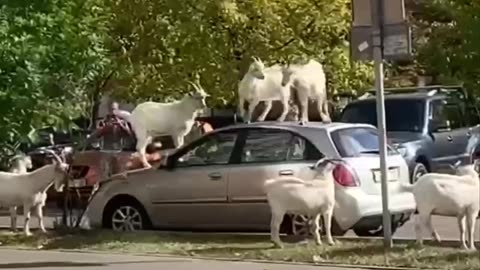 🐐 Right now I wish I could be so free and jump on the hoods of other people’s cars