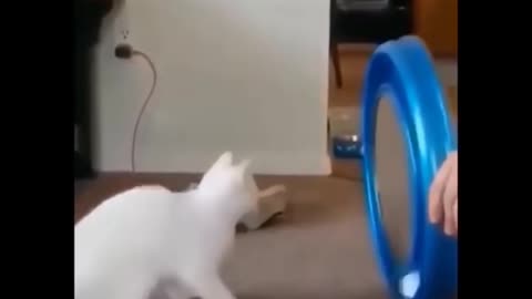 Disturbing Cute Cat Laughs