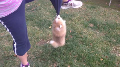 Puppy rapidly spins while holding onto pant leg