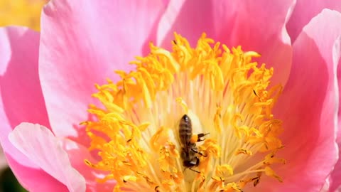 Honey bee- The Honey Creator