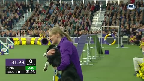 P!nk the border collie wins back-to-back titles at the 2023 WKC Masters Agility | FOX SPORTS