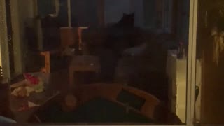 Black Bear Breaks Into Cottage