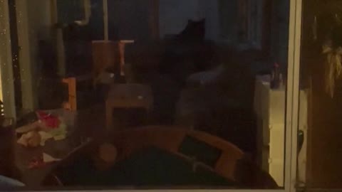 Black Bear Breaks Into Cottage