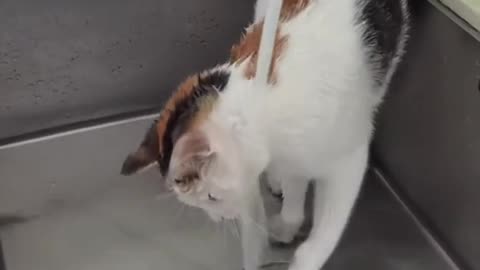 I thought all cats don't like water, but this...