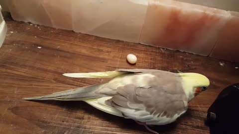 Cockatiel lays an egg