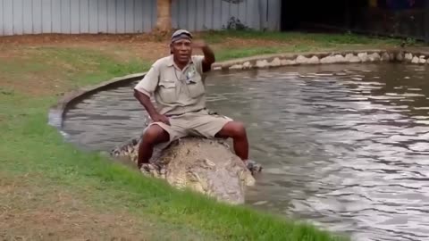 Crocodile handler in action