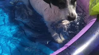 Cute Roxy trying to swim