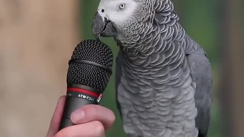 talking parrot