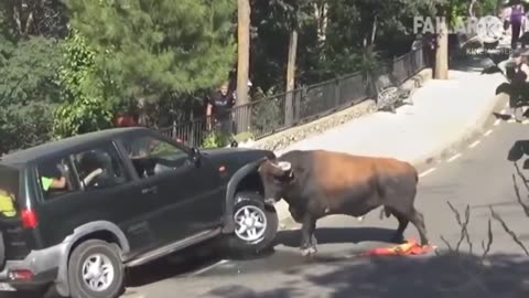Car Vs Bull