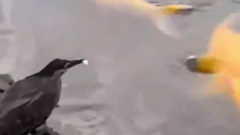 Bird catching fish