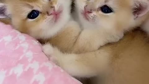 Never see such a cute cats like this